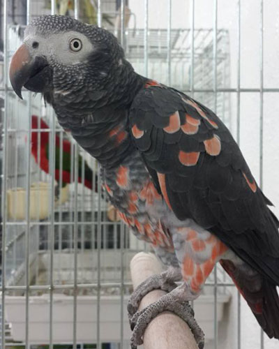 red factor african grey parrot for sale