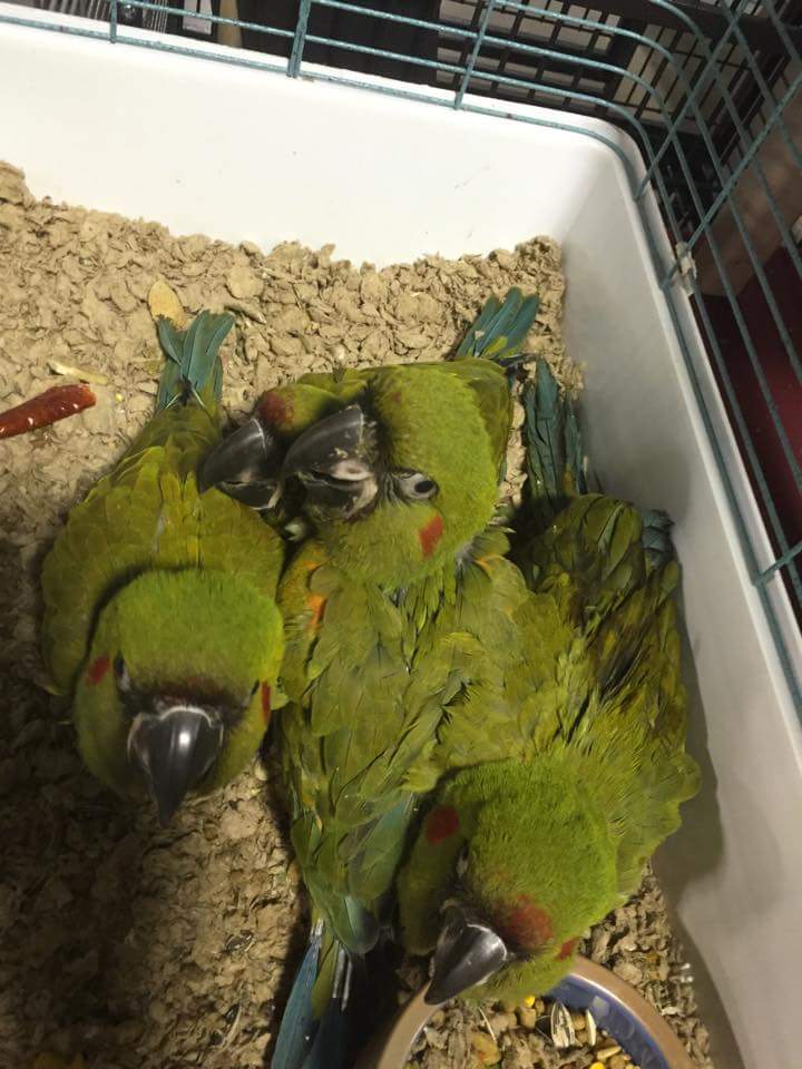 Baby Buffon Macaws for sale