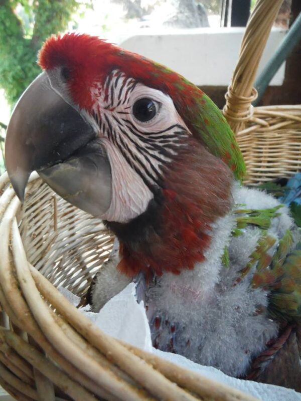 Baby Calico Macaws for sale