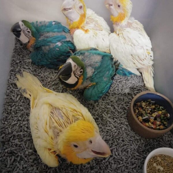 Baby Golden Macaws for sale online