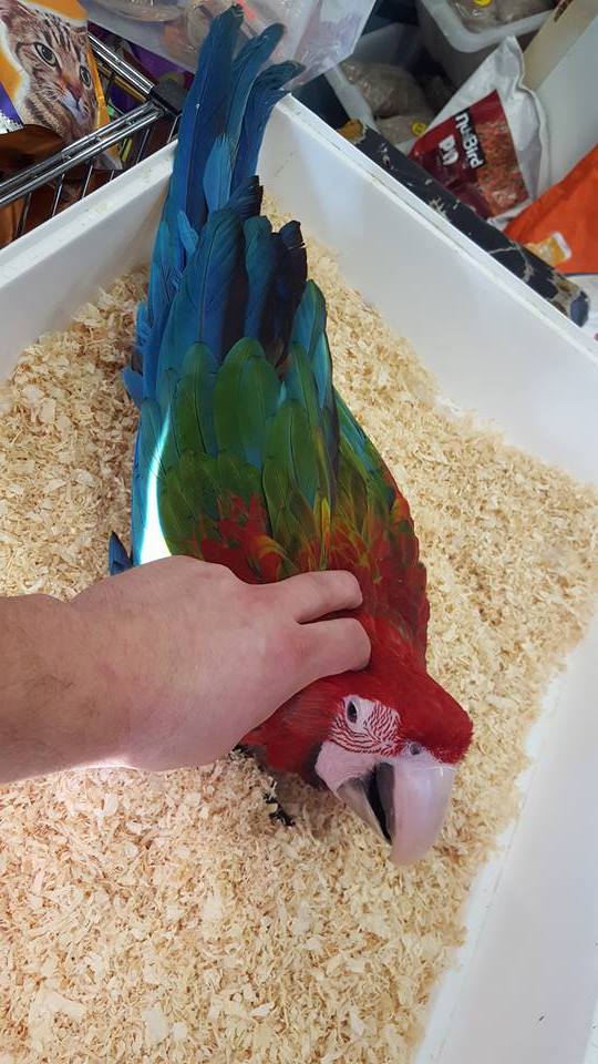 Baby Green Winged Macaw For Sale