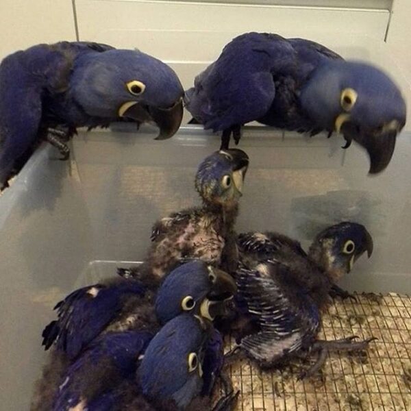 Baby Hyacinth Macaw for sale online.