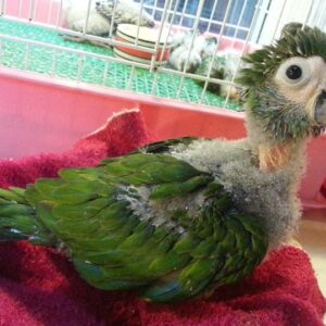 Baby Red Bellied Macaw