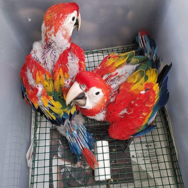 Baby Scarlet Macaw For Sale