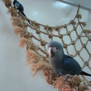 Baby Spix’s Macaw Babies