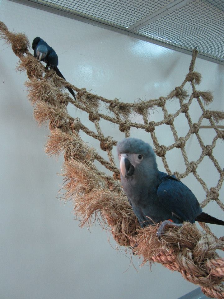 Buy Spixs Macaw Babies Online Oregon