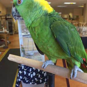 Yellow Naped Amazon Female