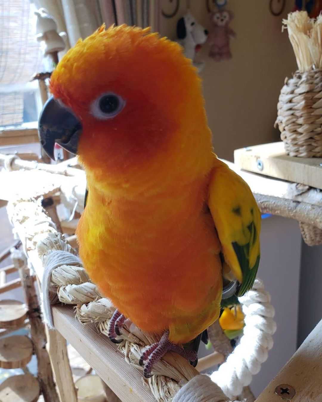 Sun Conure for Sale