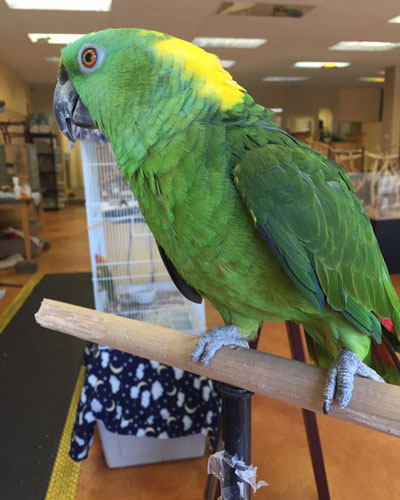 baby yellow naped amazon parrot for sale, yellow naped amazon eggs for sale, yellow naped amazon for adoption, yellow-naped amazon care, double yellow headed amazon for sale, yellow naped amazon male or female, yellow naped amazon parrot price in india, blue yellow naped amazon for sale near me, yellow naped amazon for sale, blue mutation yellow naped amazon, yellow naped amazon as pets, yellow naped amazon behavior, yellow naped amazon price, yellow naped amazon diet, baby yellow naped amazon parrot, yellow naped amazon parrot care