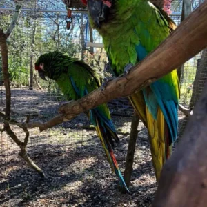 Military Macaw