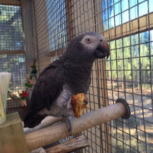 Timneh African Grey