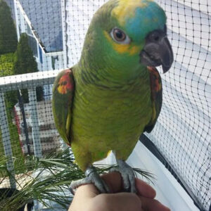 Amazon talking parrot for sale