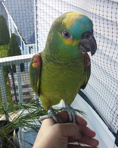 Amazon talking parrot for sale