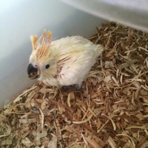 Baby Citron Crested Cockatoo