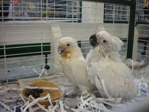 Buy baby Goffin’s Cockatoo parrots online