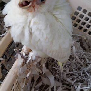 Baby Moluccan Cockatoos