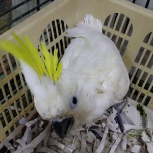 Baby Sulphur Crested Cockatoo
