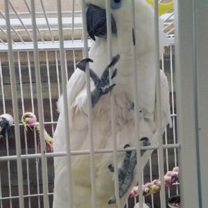 Blue-Eyed Cockatoo