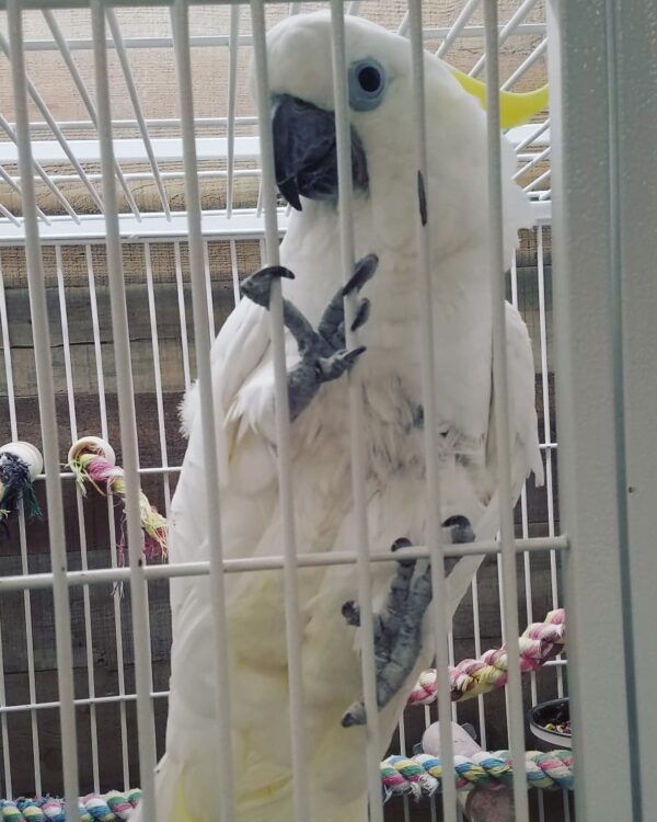 Blue-Eyed Cockatoo for sale