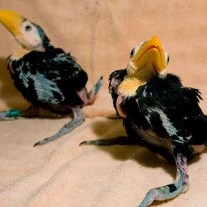 Toco Toucan Babies