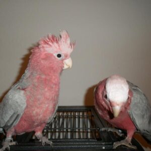 Rose Breasted Cockatoo