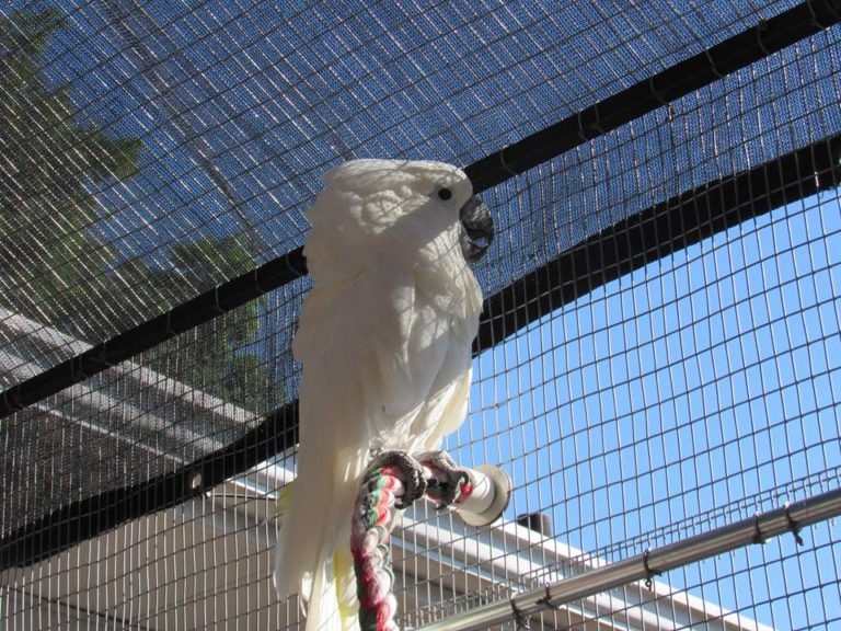 umbrella cockatoo breeder pairs for-sale