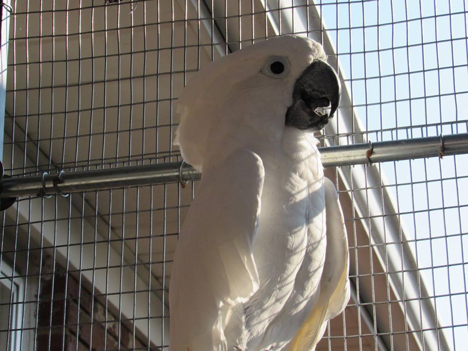 Umbrella Cockatoos For Sale