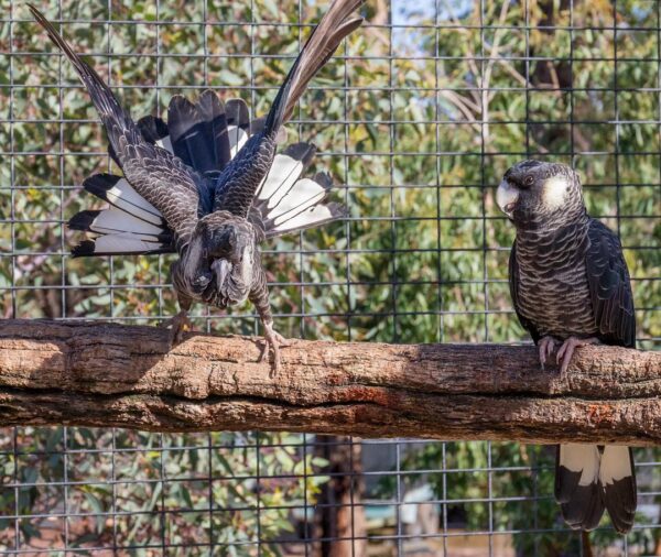 White-Tailed Black Cockatoo