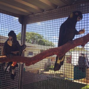 Yellow Tailed Black Cockatoo