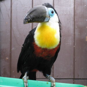 Citron Throated Toucan