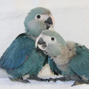 Baby Spix’s Macaw Babies