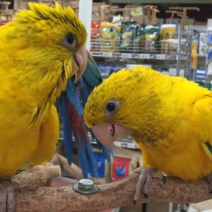 Golden Conure