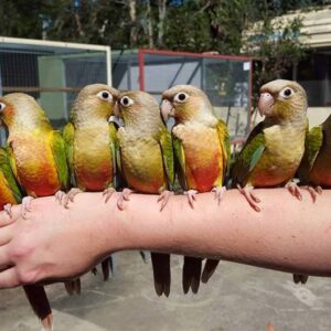 Green cheek Conure