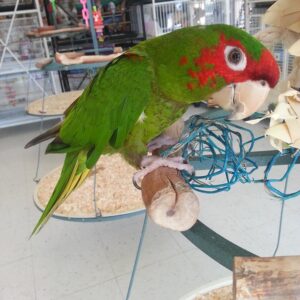 Mitred Conure