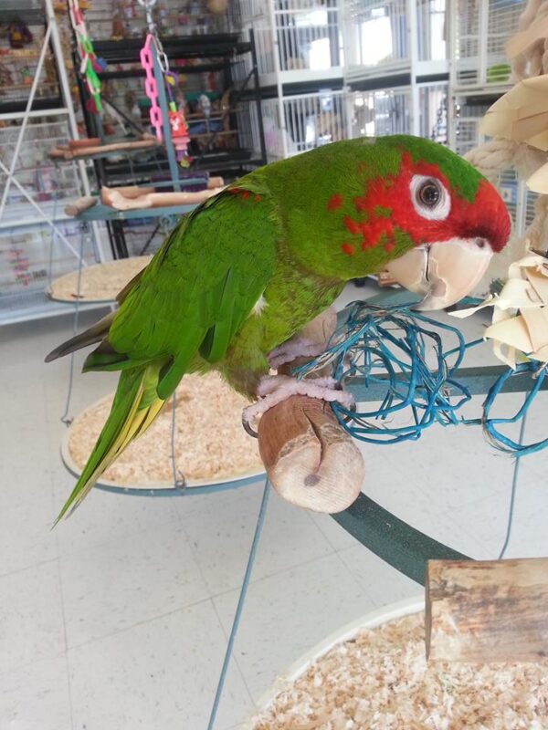 Mitred Conure for sale.