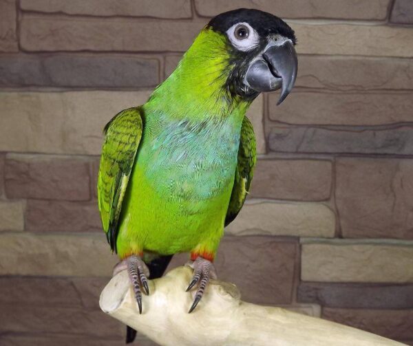 Nanday Conure for Sale