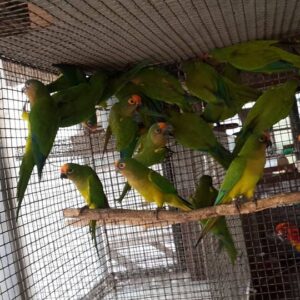 Peach Fronted Conure