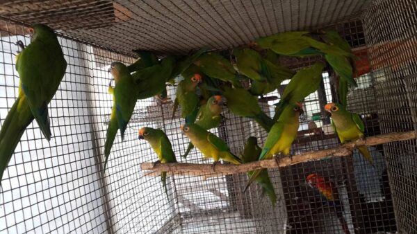 Peach Fronted Conure for Sale