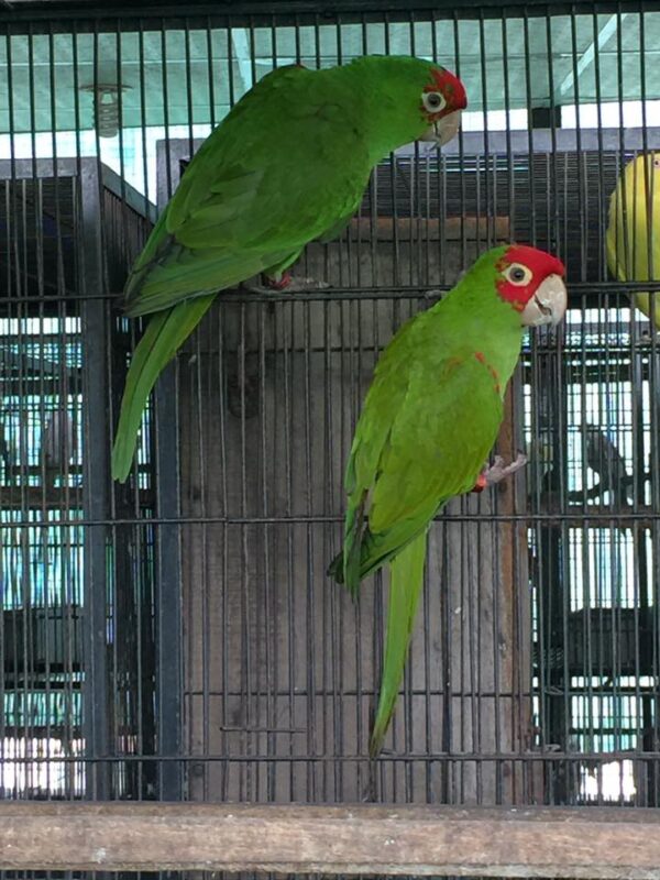 Red masked conure for sale near me