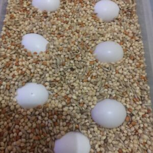 Macaw Fertile Eggs