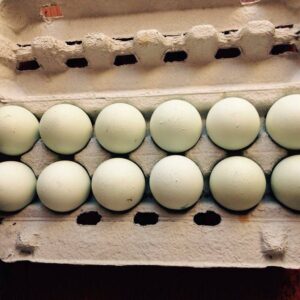 Amazon Fertile Eggs