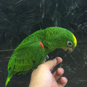 Yellow Crowned Amazon Babies