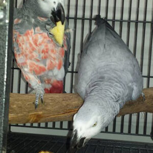 Red Factor African-Greys