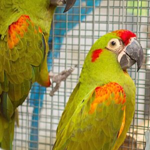 Baby Red Fronted Macaw