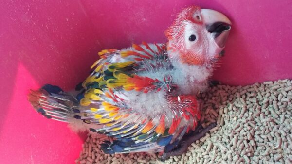 Baby Scarlet Macaw For Sale