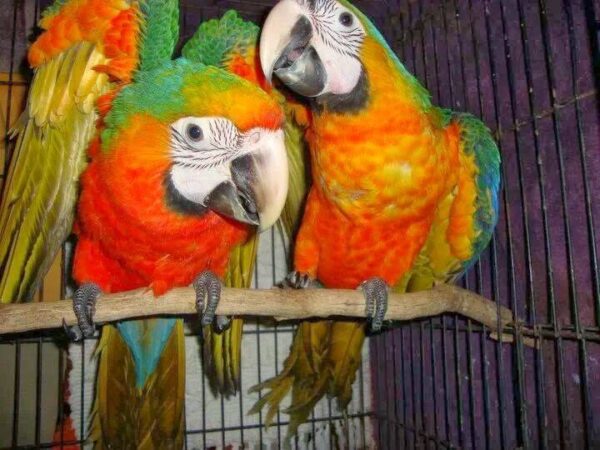 Buy Baby Catalina Macaw Online Europe 