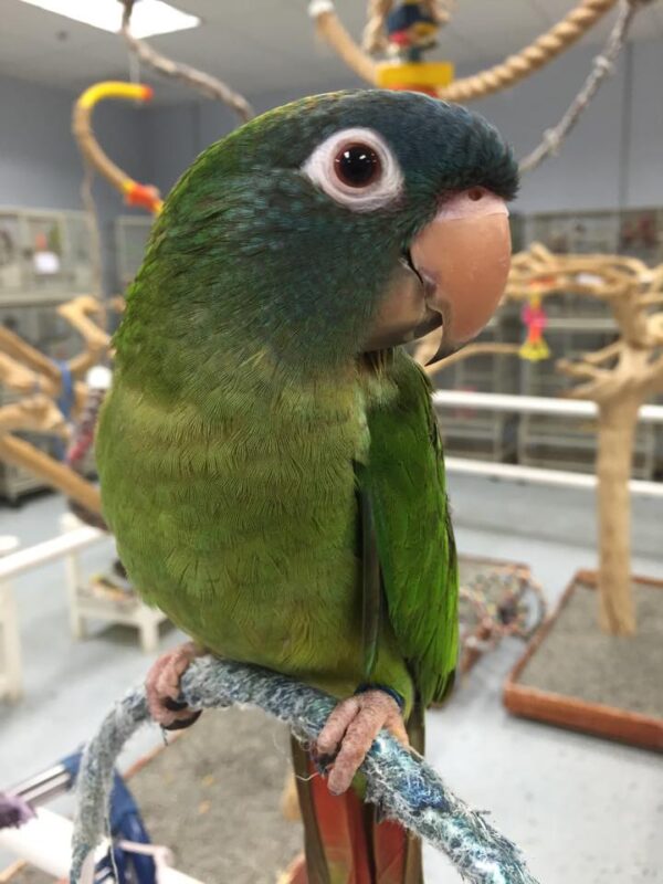 Blue Crown Conure for Sale