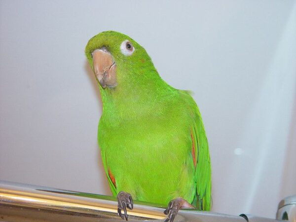 White Eyed Conure for sale