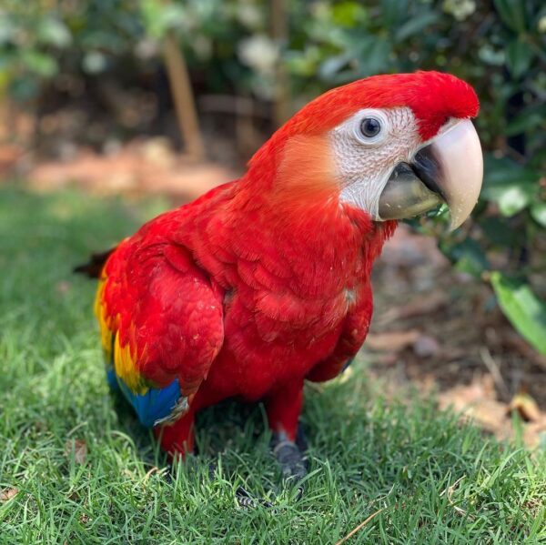 Scarlet Macaw for Sale