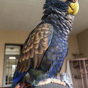 Buy Bronze Winged Pionus Parrots For Sale Online